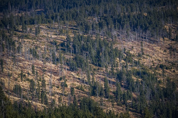 Forêt avec arbres clairsemés